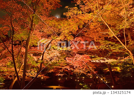 ライトアップ紅葉の美しさ ライトアップ紅葉の美しさ 134325174