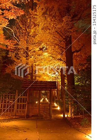ライトアップ紅葉の美しさ 134325175