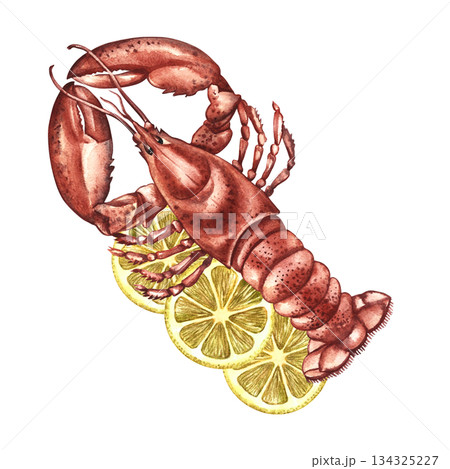 Boiled lobster with lemon. Hand-drawn watercolor illustration. Colorful image of a seafood dish. Perfect for menu design, recipe books, packaging, labels, and more. Boiled lobster with lemon. Hand-drawn watercolor illustration. Colorful image of a seafood dish. Perfect for menu design, recipe books, packaging, labels, and more. 134325227