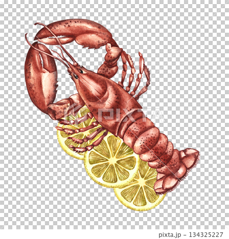 Boiled lobster with lemon. Hand-drawn watercolor illustration. Colorful image of a seafood dish. Perfect for menu design, recipe books, packaging, labels, and more. Boiled lobster with lemon. Hand-drawn watercolor illustration. Colorful image of a seafood dish. Perfect for menu design, recipe books, packaging, labels, and more. 134325227