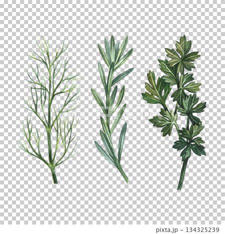 A set of aromatic herbs. Hand-drawn watercolor illustration of dill, parsley, and rosemary. Perfect for menu design, recipe books, packaging, labels, and more. A set of aromatic herbs. Hand-drawn watercolor illustration of dill, parsley, and rosemary. Perfect for menu design, recipe books, packaging, labels, and more. 134325239