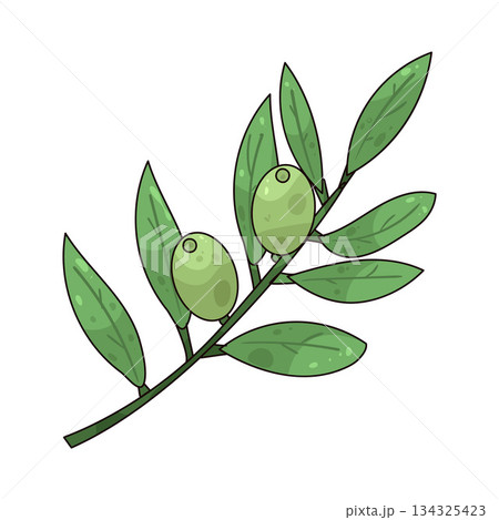 illustration of Olive Branch 134325423