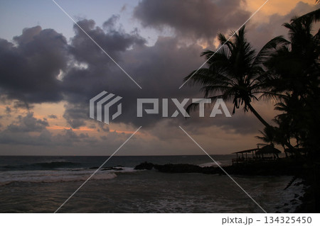 Outline of a coco palm at sunset, Bara Beach, Galle, Sri Lanka. Outline of a coco palm at sunset, Bara Beach, Galle, Sri Lanka. 134325450
