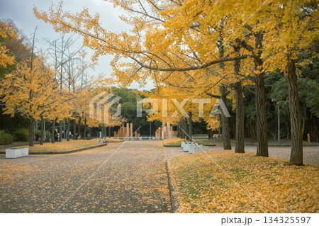 紅葉する銀杏 134325597
