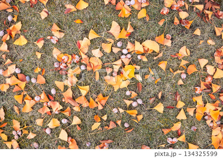 芝生に落ちたイチョウの葉と銀杏 134325599