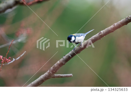 木の枝にとまってあたりの様子を伺っているシジュウカラ 134325633
