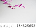 散った芍薬の花びら 散った芍薬の花びら 134325652