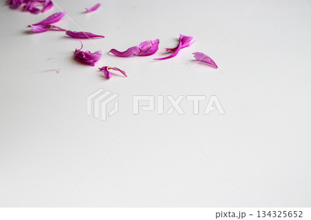 散った芍薬の花びら 134325652