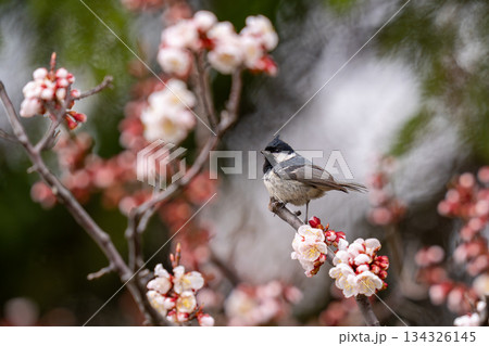 梅の木の枝にとまって餌を探しているヒガラ 梅の木の枝にとまって餌を探しているヒガラ 134326145