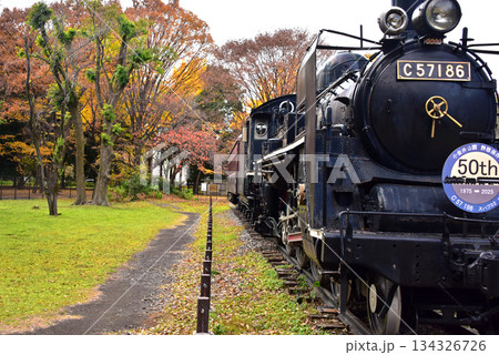 晩秋の美しさ　SLと紅葉 134326726