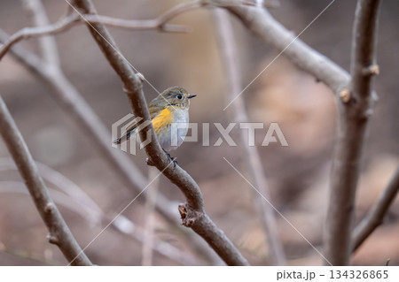 木の枝にとまってあたりの様子を伺っているルリビタキ 134326865