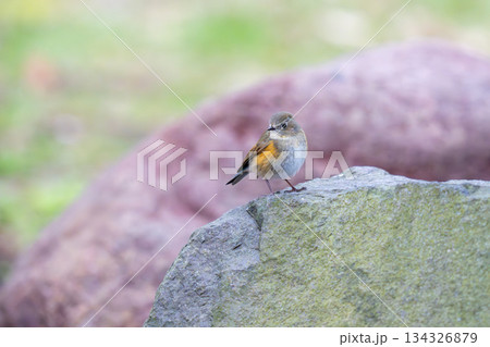 岩の上にとまってあたりの様子を伺っているルリビタキ 134326879