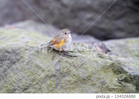 岩の上にとまってあたりの様子を伺っているルリビタキ 134326880