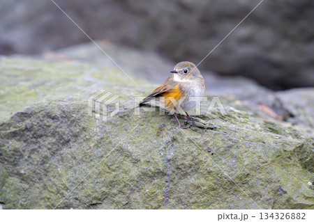 岩の上にとまってあたりの様子を伺っているルリビタキ 134326882