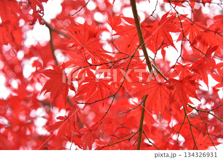 晩秋の美しさ 真っ赤なモミジ 晩秋の美しさ 真っ赤なモミジ 134326931