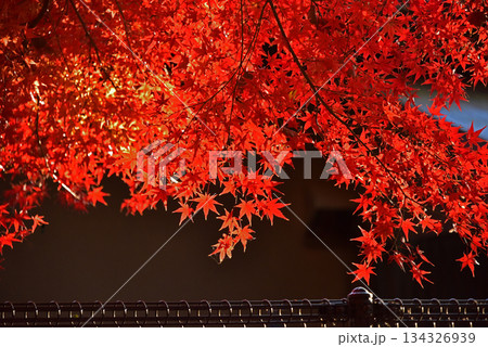 晩秋の美しさ 真っ赤なモミジ 晩秋の美しさ 真っ赤なモミジ 134326939
