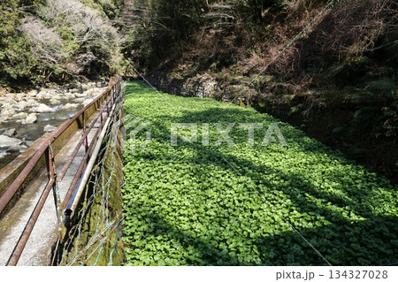 天城の名産 わさび田 静岡県伊豆市 天城の名産 わさび田 静岡県伊豆市 134327028