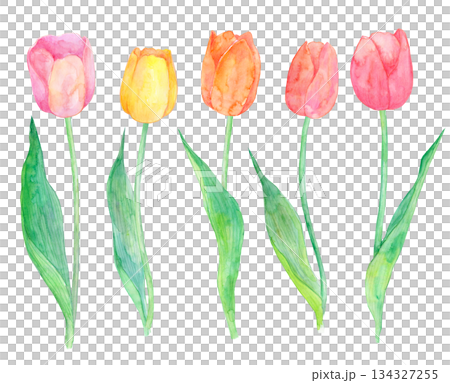 Illustration of tulips drawn in watercolor 134327255