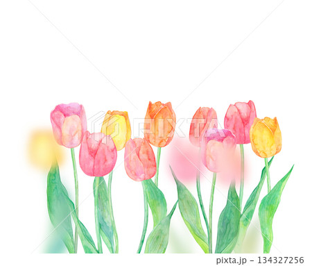 水彩で描いたチューリップのイラスト 134327256