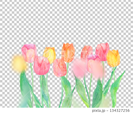 水彩で描いたチューリップのイラスト 134327256