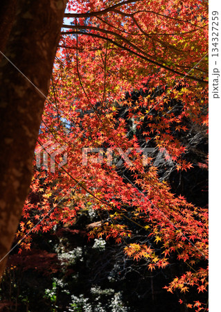真っ赤に色づいたもみじの木を見上げた迫力のある紅葉風景 134327259