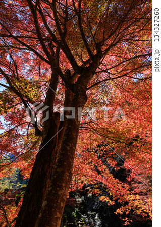 真っ赤に色づいたもみじの木を見上げた迫力のある紅葉風景 真っ赤に色づいたもみじの木を見上げた迫力のある紅葉風景 134327260