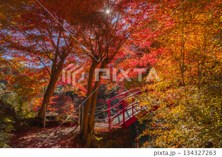 五宝滝の赤い橋ともみじの紅葉トンネルに光芒が差し込む秋の絶景 五宝滝の赤い橋ともみじの紅葉トンネルに光芒が差し込む秋の絶景 134327263