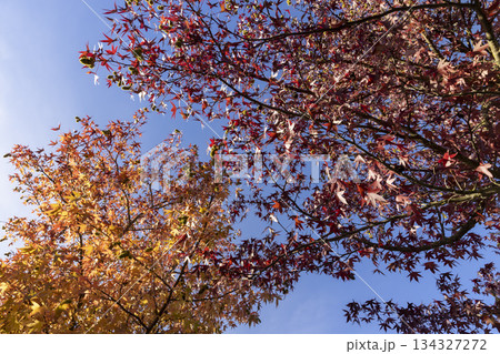 beautiful yellowing maple foliage in the autumn of the year in the park, the details of the red-tinged maple foliage during leaf fall in sunny weather 134327272