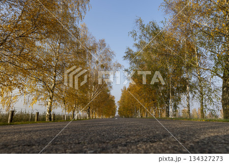 road lined with birch trees with bright yellow foliage, a road and autumn trees in sunny weather with a blue sky road lined with birch trees with bright yellow foliage, a road and autumn trees in sunny weather with a blue sky 134327273