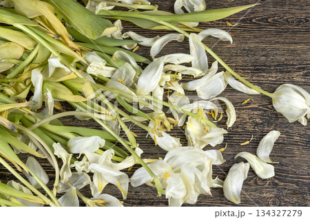 dry ugly flowers and tulip petals are scattered on an old black wooden table, flower details from a gift bouquet that have wilted and crumbled from long-term storage. 134327279