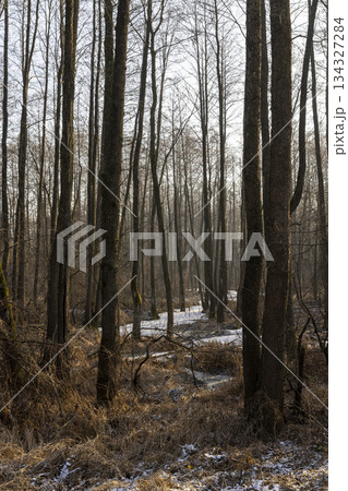 a swamp with trees in the cold winter season, covered with white snow in the cold season a dangerous swamp after frosts, a swamp in the forest in the evening a swamp with trees in the cold winter season, covered with white snow in the cold season a dangerous swamp after frosts, a swamp in the forest in the evening 134327284