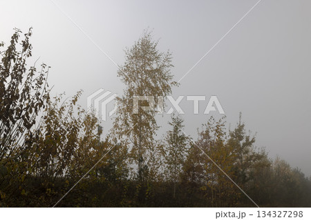 yellow foliage on a birch tree in autumn weather in the forest, foggy morning and deciduous birch tree with the last yellow foliage before the fall, foggy weather with thick fog 134327298