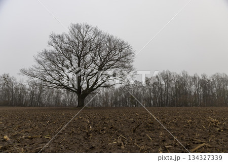 an oak tree without leaves in the autumn season against the background of a gray sky in cloudy weather, dreary autumn nature and the silhouette of an oak tree not illuminated by sunlight an oak tree without leaves in the autumn season against the background of a gray sky in cloudy weather, dreary autumn nature and the silhouette of an oak tree not illuminated by sunlight 134327339