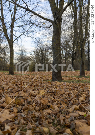 maple foliage hanging on tree branches and the ground strewn with fallen autumn dry yellow foliage, autumn weather with blue sky and clouds in the park 134327344
