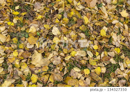 dry maple foliage lying on the ground during leaf fall, late autumn in the park in cloudy weather 134327350