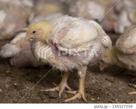 fat chickens in a large industrial enterprise in the field of poultry farming, fat young broiler chickens are fattened to ensure the industry 134327356