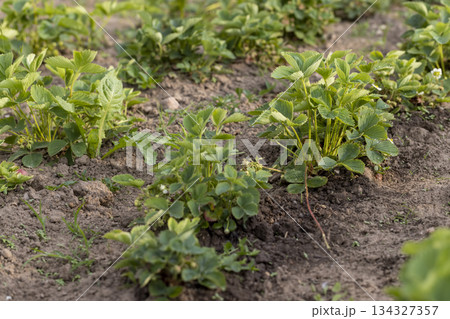 blooming green strawberries in dry summer weather, growing strawberries before the berries ripen in the hot season, strawberries need watering with water blooming green strawberries in dry summer weather, growing strawberries before the berries ripen in the hot season, strawberries need watering with water 134327357