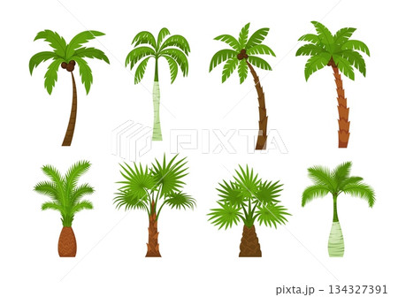 Palm trees. A set of various tropical trees with coconuts in cartoon style on a white background. Vector illustration. 134327391