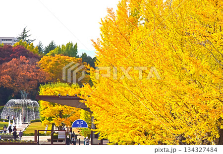 紅葉の美しさ 紅葉の美しさ 134327484