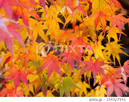 紅葉したカエデの木 紅葉したカエデの木 134327541