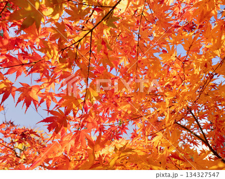 紅葉したカエデの木 紅葉したカエデの木 134327547