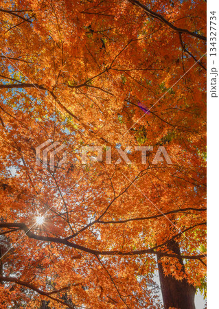 紅葉真っ盛り　錦秋 134327734