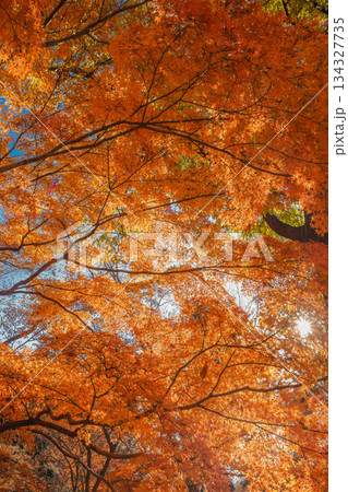 紅葉真っ盛り　錦秋 134327735