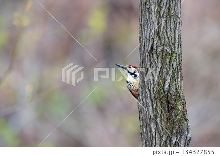 木の幹にとまってあたりの様子を伺っているオオアカゲラ 木の幹にとまってあたりの様子を伺っているオオアカゲラ 134327855