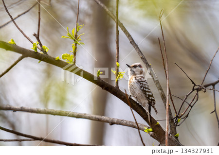 樹の枝にとまって餌を探しているコゲラ 樹の枝にとまって餌を探しているコゲラ 134327931