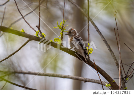 樹の枝にとまって餌を探しているコゲラ 134327932