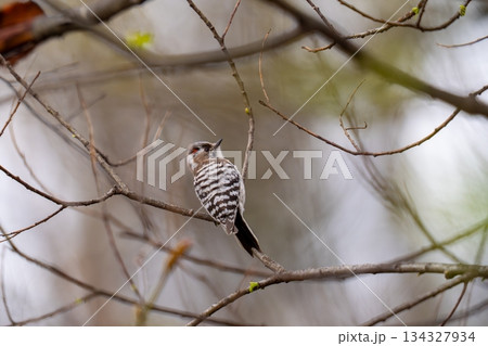 樹の枝にとまって餌を探しているコゲラ 134327934