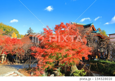 【京都府】快晴の北野天満宮の三光門と紅葉 【京都府】快晴の北野天満宮の三光門と紅葉 134328010