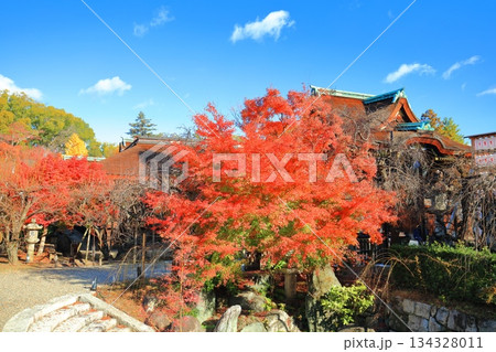 【京都府】快晴の北野天満宮の三光門と紅葉 134328011