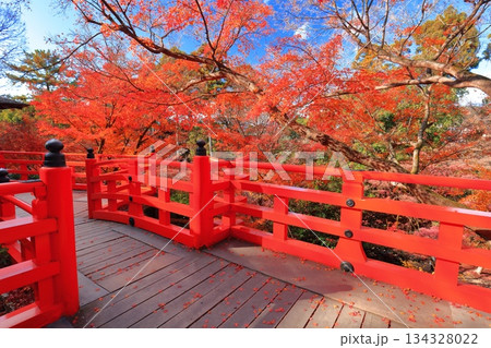 【京都府】北野天満宮の茶室梅交軒の紅葉(もみじ苑) 【京都府】北野天満宮の茶室梅交軒の紅葉(もみじ苑) 134328022
